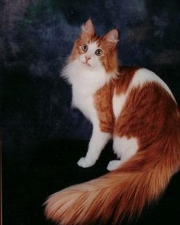 土耳其金棕色猫