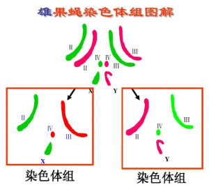 染色体组