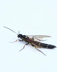 膜翅目茎蜂科(cephidae)的通称.全世界已知100多种 ,中国已知16种.