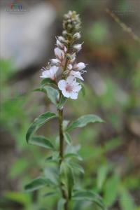 大理珍珠菜图册