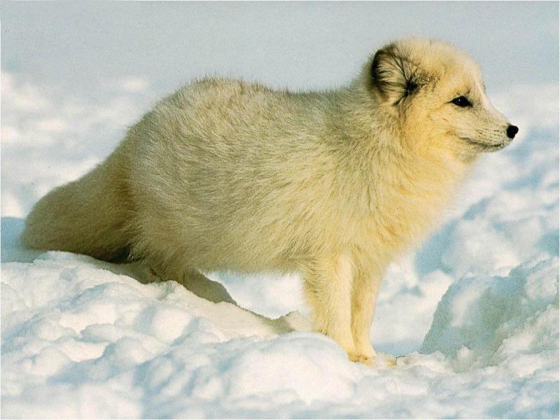 雪狐 北极狐 搜狗百科