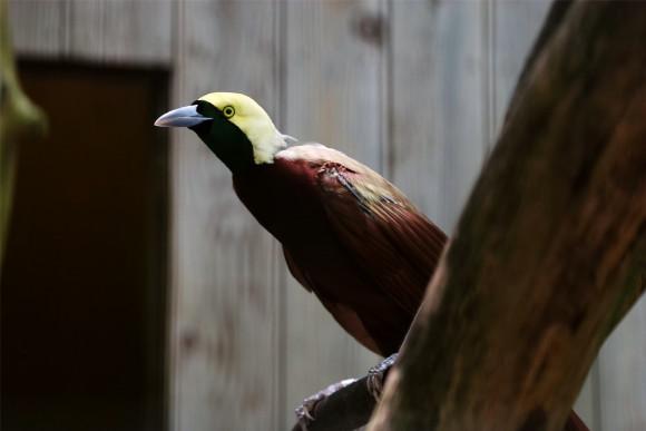 极乐鸟是什么品牌 0