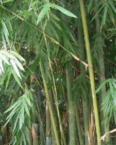 天竹黄 - 搜狗百科