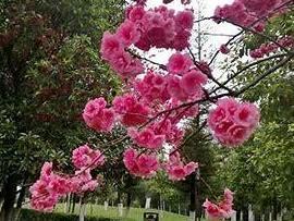 重瓣云南樱花