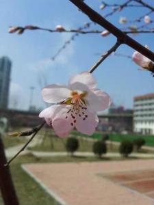 美丽校园