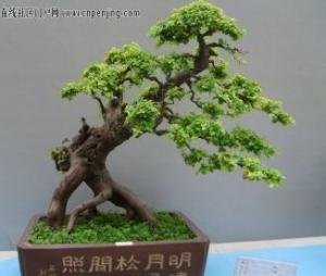 树桩盆景