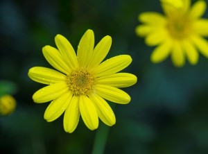 黄金菊