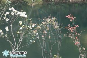 棒柱杜鹃图册