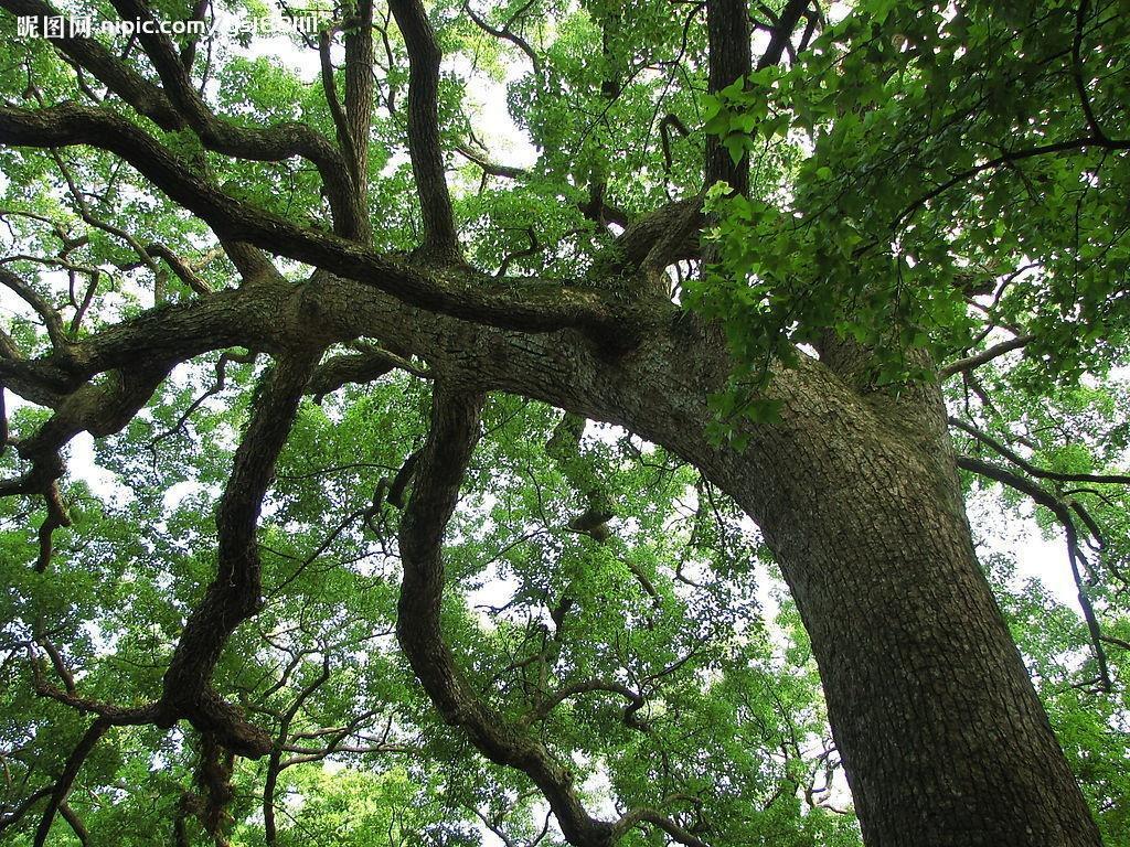 樟树