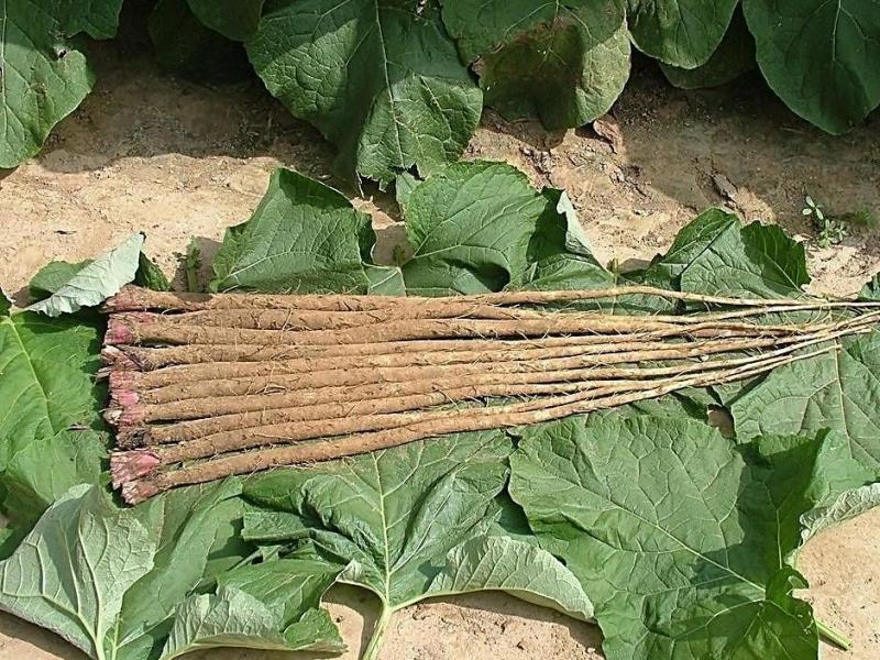 牛蒡 桔梗目菊科植物 搜狗百科 牛蒡 桔梗目菊科植物 搜狗百科