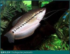 粗鳞毛足鲈Trichogaster pectoralis