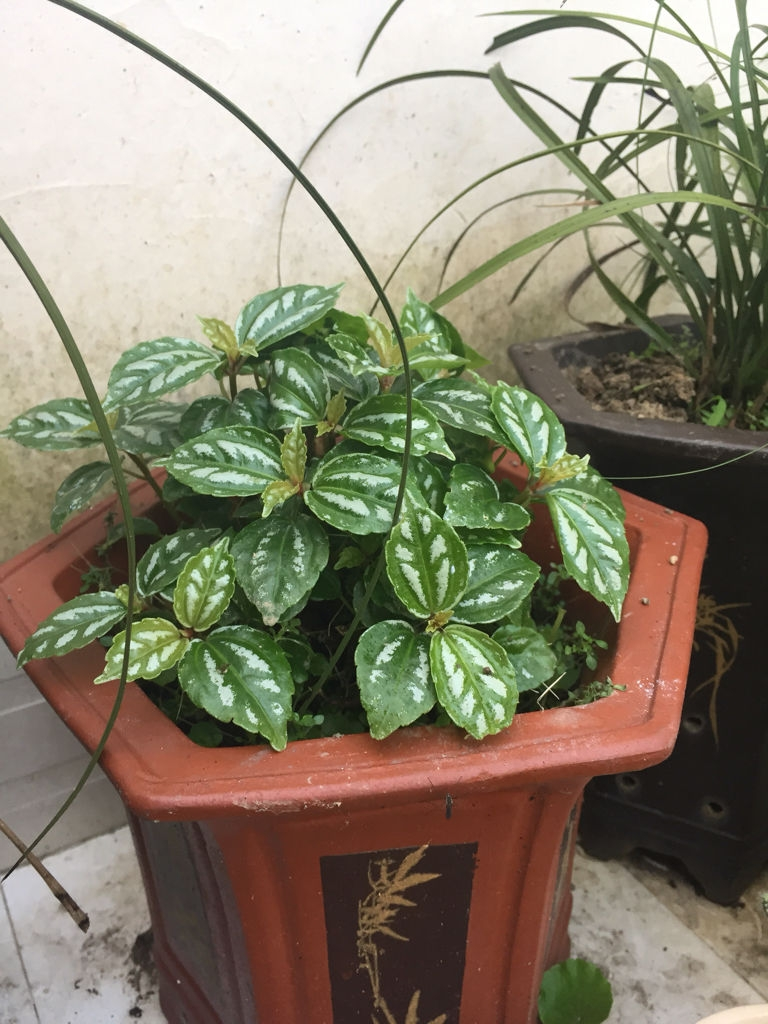 大托叶冷水花