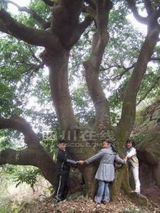 荔枝沟荔枝
