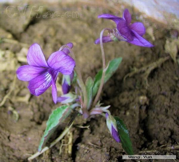紫花地丁 堇菜科堇菜属植物 搜狗百科