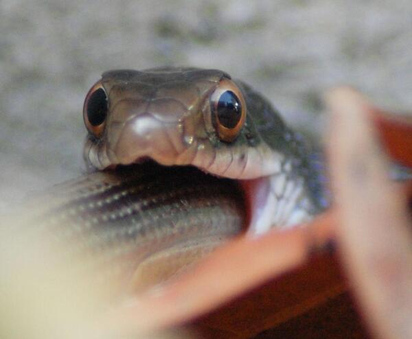 森林王蛇 搜狗百科