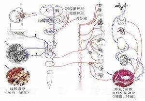 内分泌