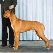 罗得西亚背脊犬 搜狗百科