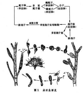 水云生活史