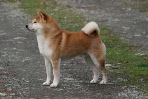 和谐的柴犬人家