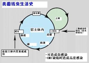 粪类圆线虫