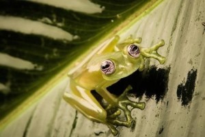 玻璃蛙