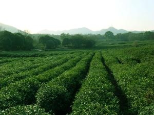 贡茶