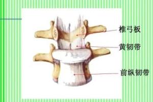 黄韧带 _ 百科