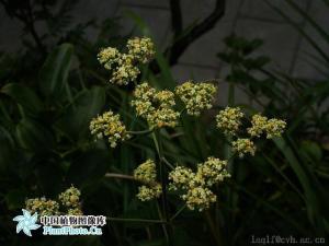 斑花败酱