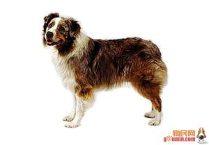 澳大利亚犬