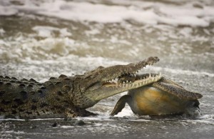 英野生动物摄影大赛佳作：鳄鱼残忍吞食海龟