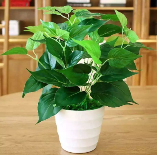 绿萝