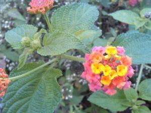 狗屎花