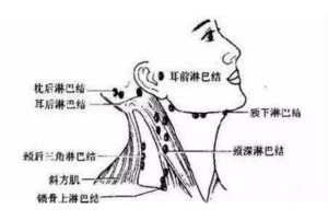 淋巴结