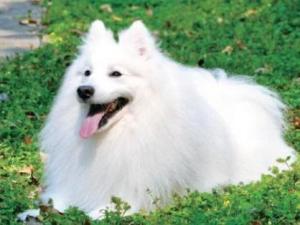 银狐犬