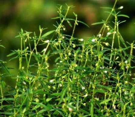 白花蛇草 茜草科耳草属植物 搜狗百科