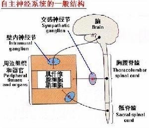 自主神经系统