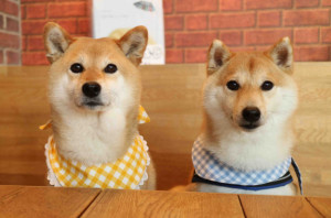 柴犬