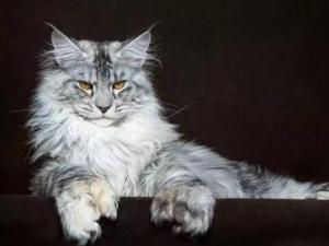 缅因猫