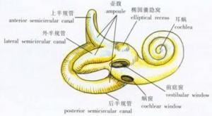 内壁即内耳道的底,内壁的 顶部和前壁直到底部有一斜形骨嵴,名前庭嵴