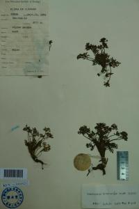 瘤果芹属图册