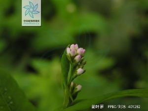 箭叶蓼花果
