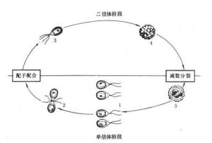 二倍体细胞