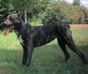 葡萄牙牧牛犬