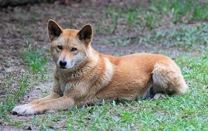 澳洲野犬