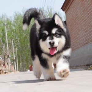 阿拉斯加雪橇犬