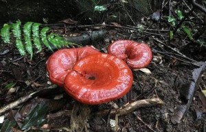 灵芝