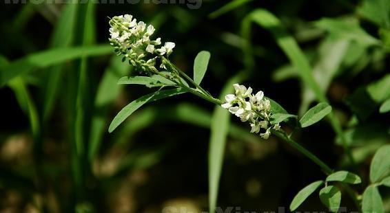 白花草木樨 豆科草木樨属植物 搜狗百科