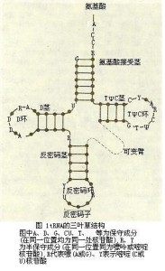 trna的三叶草结构