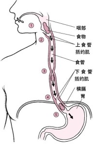 括约肌