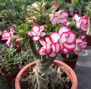 沙漠玫瑰